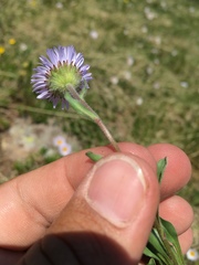 Erigeron grandiflorus