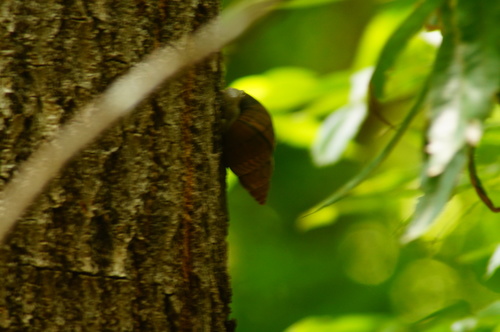 Orthalicidae