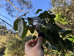 Prunus ilicifolia ilicifolia