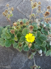 Potentilla villosa