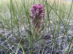 Castilleja pilosa