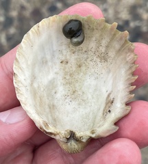 Trachycardium procerum