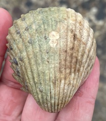 Trachycardium procerum