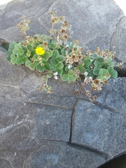Potentilla villosa