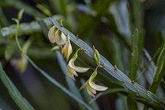 Carmichaelia williamsii