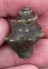 Thaisella kiosquiformis