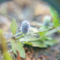 Eryngium prostratum