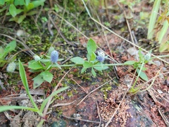 Eryngium prostratum
