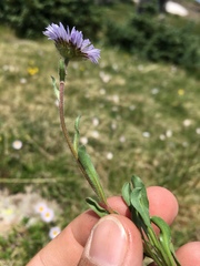 Erigeron grandiflorus
