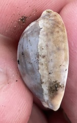 Pseudozonaria robertsi