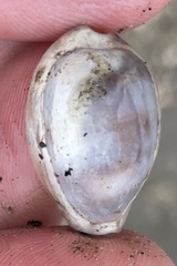 Pseudozonaria robertsi