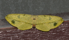 Omiza miliaria
