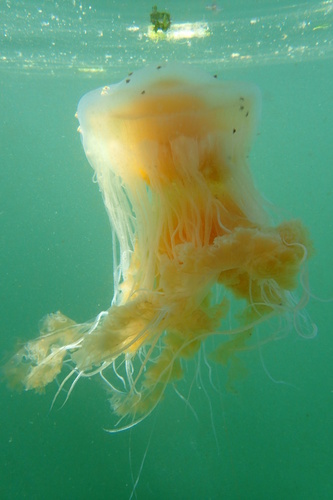 Egg-yolk Jelly, photo 3 of 10