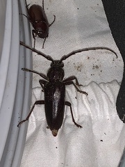 Enaphalodes hispicornis