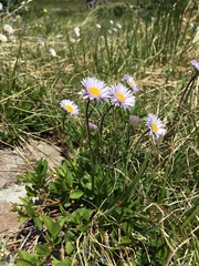 Erigeron grandiflorus