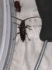 Enaphalodes hispicornis