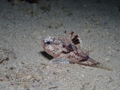 Maxillicosta scabriceps