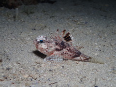 Maxillicosta scabriceps