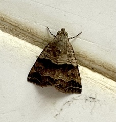Noctuoidea