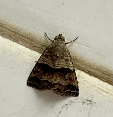 Noctuoidea