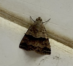 Noctuoidea