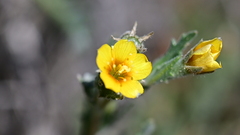 Mentzelia pectinata