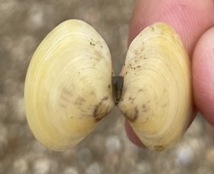 Semelidae