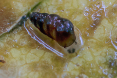 Potamopyrgus oppidanus