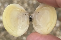 Semelidae