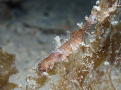 Idiotropiscis australe