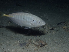 Pseudocaranx