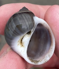 Natica unifasciata