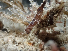 Idiotropiscis australe