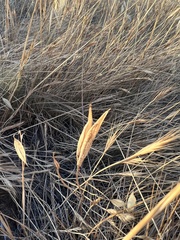 Calochortus splendens