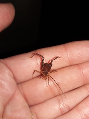 Pachyloides thorellii