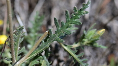 Mentzelia pectinata
