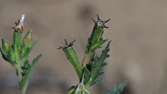 Mentzelia pectinata