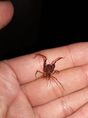 Pachyloides thorellii