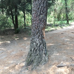 Pinus teocote