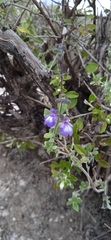 Salvia thymoides