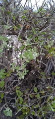 Salvia thymoides