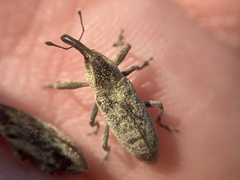 Lixus scrobicollis