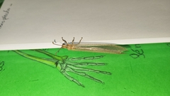Creoleon lugdunensis