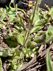 Draba albertina