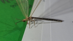 Creoleon lugdunensis