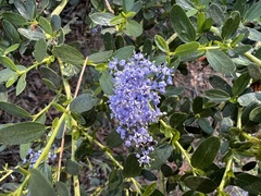 Ceanothus parvifolius