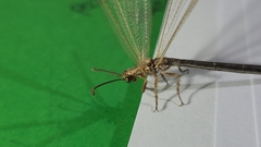 Creoleon lugdunensis