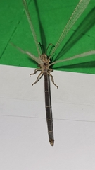 Creoleon lugdunensis