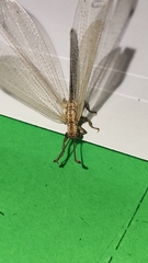 Creoleon lugdunensis