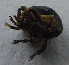 Orobitis cyanea